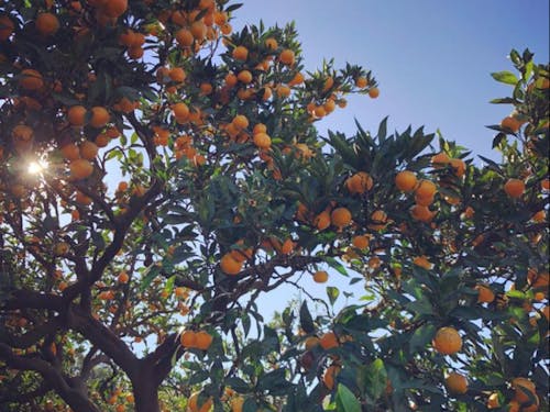 桜川市は、みかんの北限！「酒寄みかん」美味しいですよー！