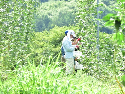 ピーマン収穫体験の様子