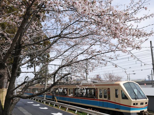 桜とのコラボは鉄板!沿線には多くの桜があります。