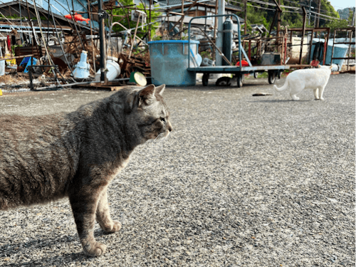 猫ものんびり過ごす島