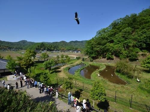 放鳥直後のにぎわい(県立コウノトリの郷公園観察広場)
