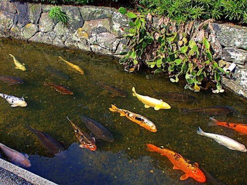 藍場川には鯉が暮らしています