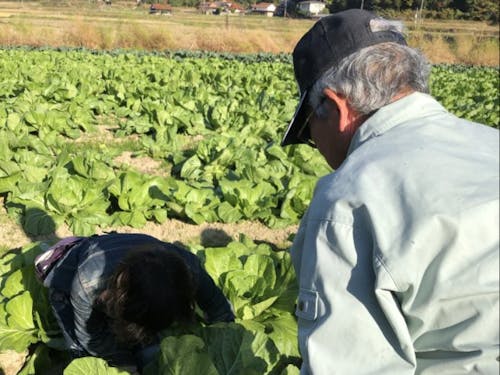 白菜の収穫体験!大きさにびっくり