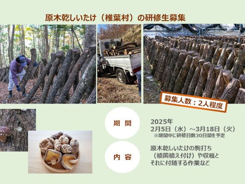 原木乾しいたけの研修生募集(宮崎県東臼杵郡椎葉村)