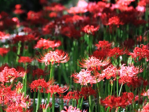 皇子原公園のヒガンバナ