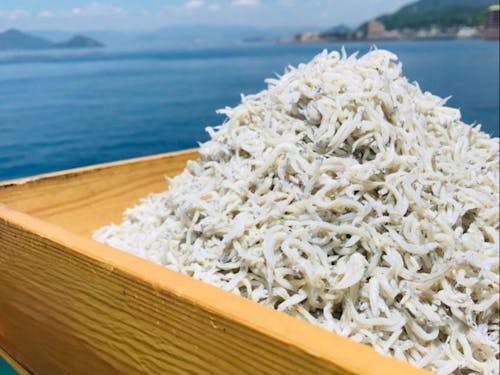 産地直送! 伊方町の新鮮なしらす