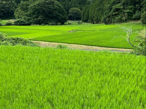 都祁地域の田園風景