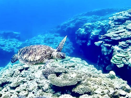 海ガメと出会える感動!