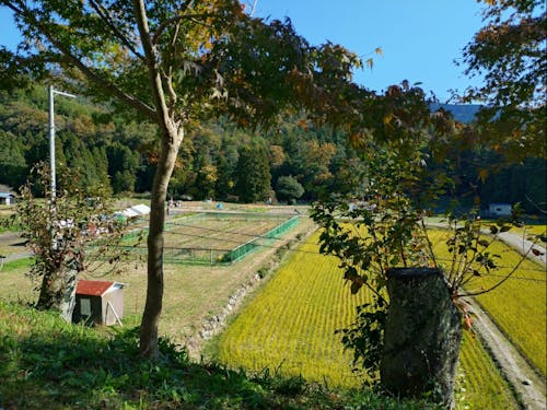 ここから鶏足寺に向かって散策開始