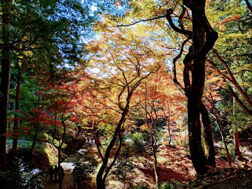 日差しに透けて輝く紅葉