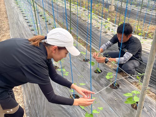定植作業の様子