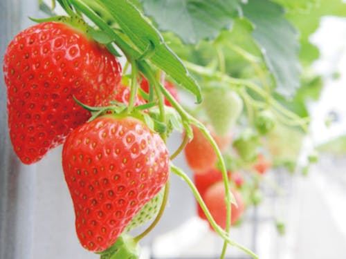 甘い実、すっぱい実、いちご狩りの楽しさを支える仕事です