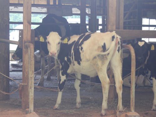 子牛ものびのびと生活している。