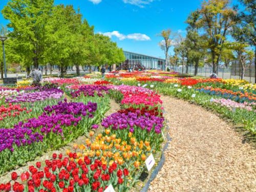 チューリップ(富山県花)(砺波市)