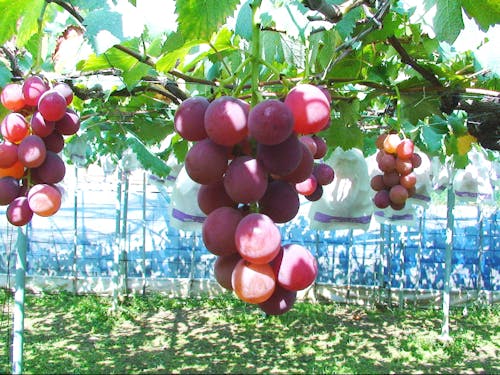 ぶどう農園