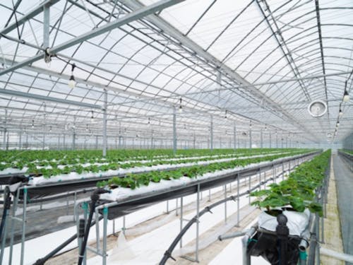 いちご栽培を学ぶハウスの様子(内観)