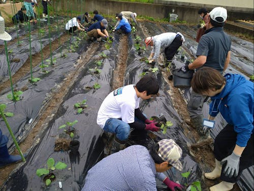 農園での活動