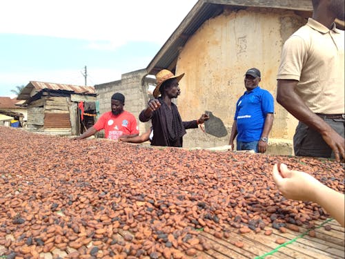 カカオ豆の天日干し 収量は減っている