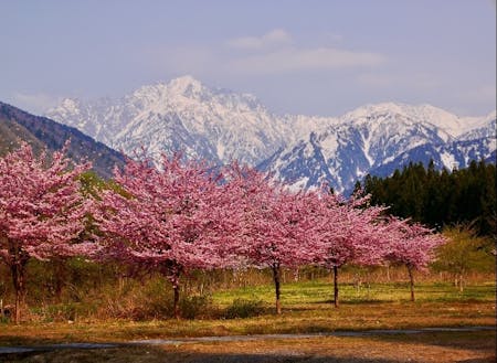 四季を感じる暮らし。まるで桃源郷のような剱岳と桜の共演。