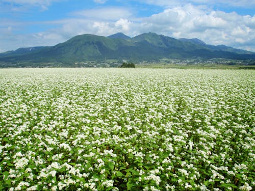 南阿蘇村の美しい風景に溶け込む蕎麦の花