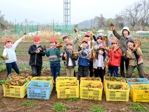 ニンジンの収穫体験