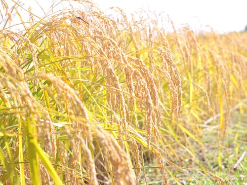 とある日の田んぼの様子。たわわに実る黄金色が綺麗ですね♪
