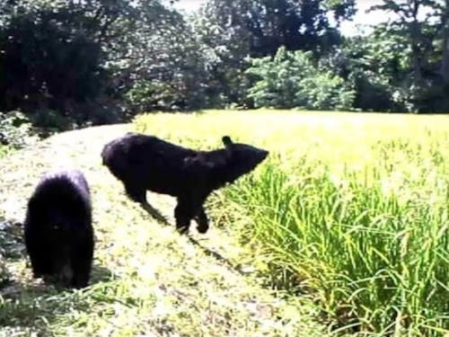 田んぼに現れたクマ