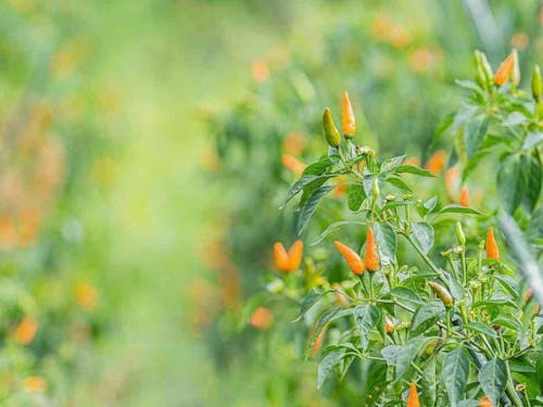 「弥平とうがらし」の収穫時期には畑がオレンジ色に