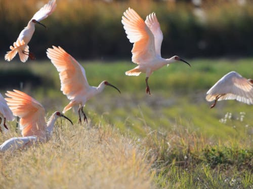 国の天然記念物 朱鷺