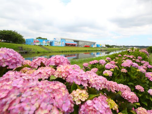 町の花であるあじさいと、多くの方が訪れる道の駅多古「あじさい館」です!