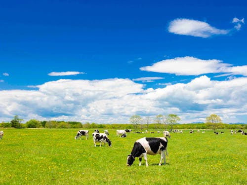 乳製品、魚介類の分野で日本の食卓を支える別海町。人口増加に向けて一緒に取り組みませんか!