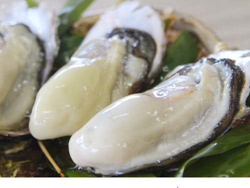 陸前高田といえば牡蠣!