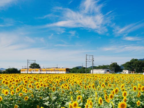 近江鉄道に乗って訪れ、街道を歩くのも一興です♪