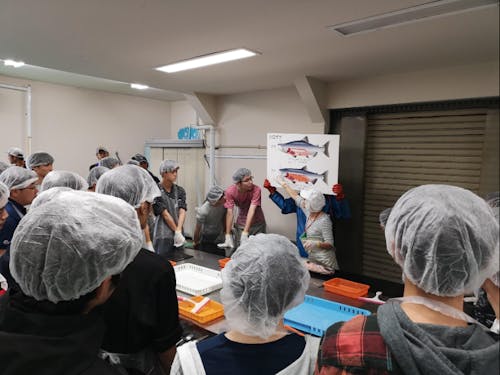 新巻鮭づくり体験