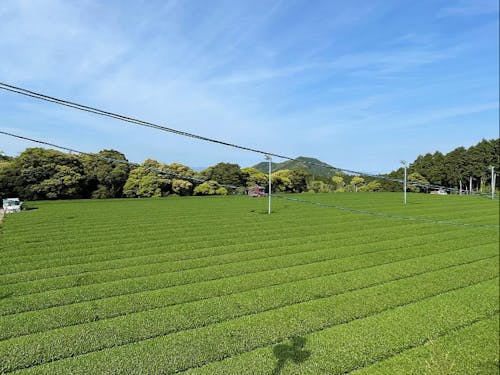 約400ヘクタールの茶畑が広がっており、東彼杵町は長崎県内の60％の緑茶生産量を占める