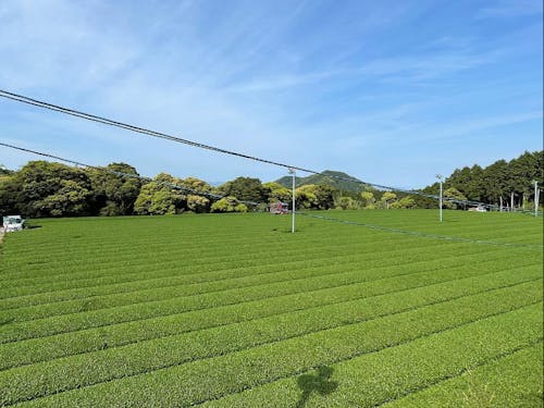 約400ヘクタールの茶畑が広がっており、東彼杵町は長崎県内の60%の緑茶生産量を占める