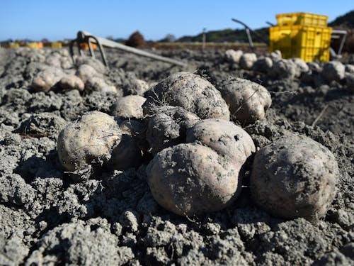 ☆掘りたての伊勢いも☆