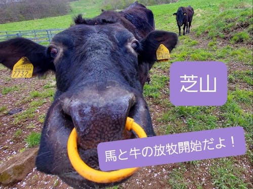 牛を放牧している牧野