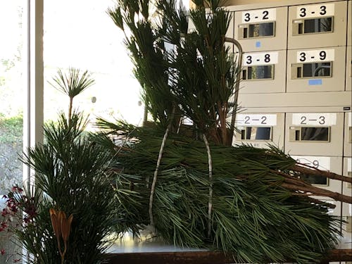 加工した高野槇