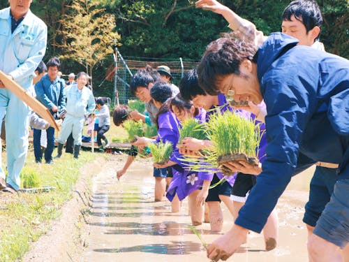 南伊勢町内の田植えを体験するイベント参加者。