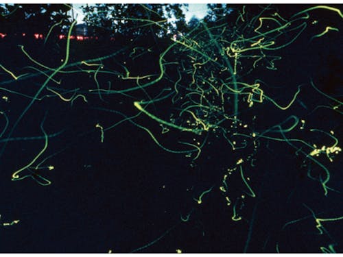 市街地ではめずらしくホタルもいます