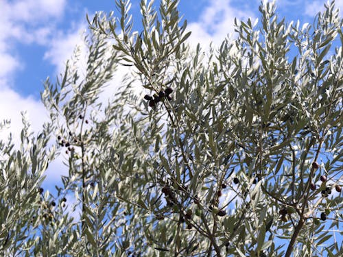 やさしく揺れるオリーブの木