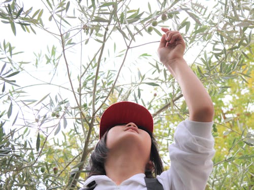 こどもに大人気 オリーブ手摘み収穫体験