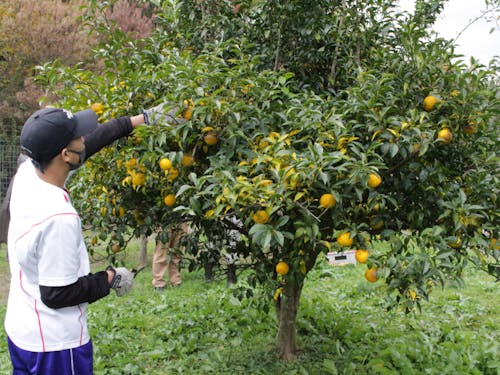 ゆず収穫2