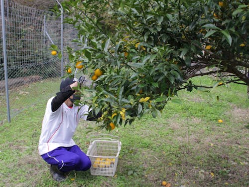 ゆずの収穫3