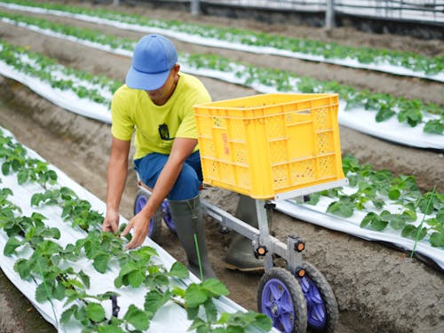作業風景(いちごの葉のお手入れ)