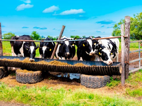 適切なタイミングで収穫できた牧草は栄養価がたっぷり。良い牧草を食べた牛は、乳量が増え、品質も高くなります。