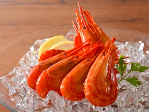 茹でると真っ赤になり「海のルビー」とも呼ばれる北海シマエビ。地球沸騰化の影響で卵が死滅し、漁獲量が激減しています。