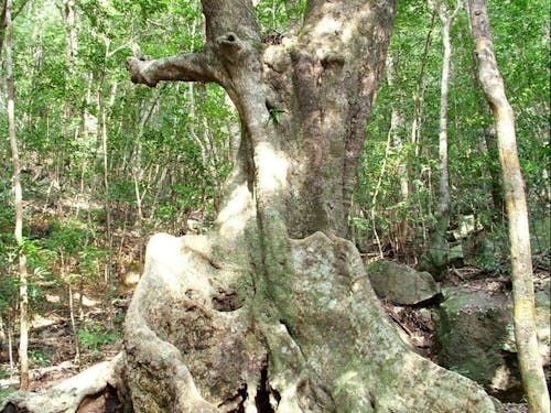 オキナワウラジロガシ