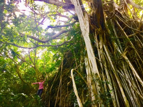 海だけでなく、水に恵まれ緑も多いのが久米島の特徴です